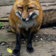 Zao Fox Village